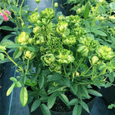 Rosa chinensis